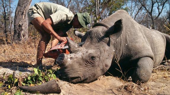 En este momento estás viendo 15 animales en peligro de extinción