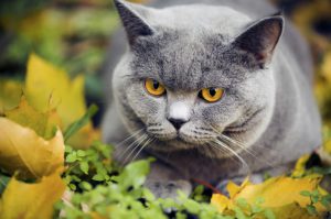 Lee más sobre el artículo 8 sorprendentes cosas que no sabías sobre los gatos