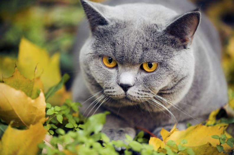 En este momento estás viendo 8 sorprendentes cosas que no sabías sobre los gatos