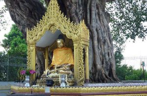 Lee más sobre el artículo 7 impresionantes árboles considerados sagrados en el mundo