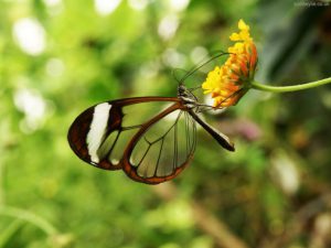 Lee más sobre el artículo Animales transparentes que, aunque no lo creas, existen