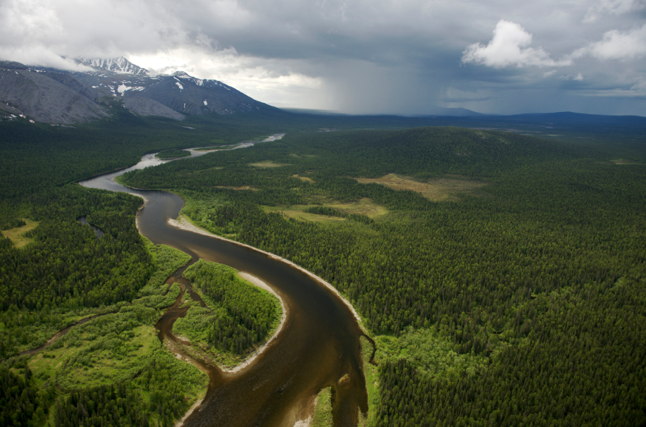 En este momento estás viendo LOS 9 BOSQUES MÁS INCREÍBLES DEL PLANETA