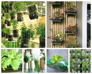 Lee más sobre el artículo Crea jardines con Botellas de plástico