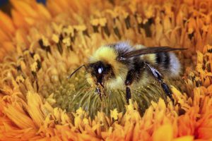 Lee más sobre el artículo 7 cosas que pasarían si las abejas desaparecieran