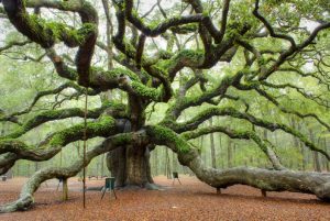 Lee más sobre el artículo Impresionantes arboles que parecen de otro planeta