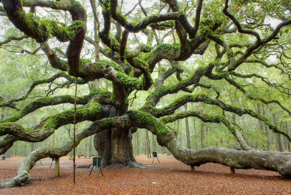 En este momento estás viendo Impresionantes arboles que parecen de otro planeta