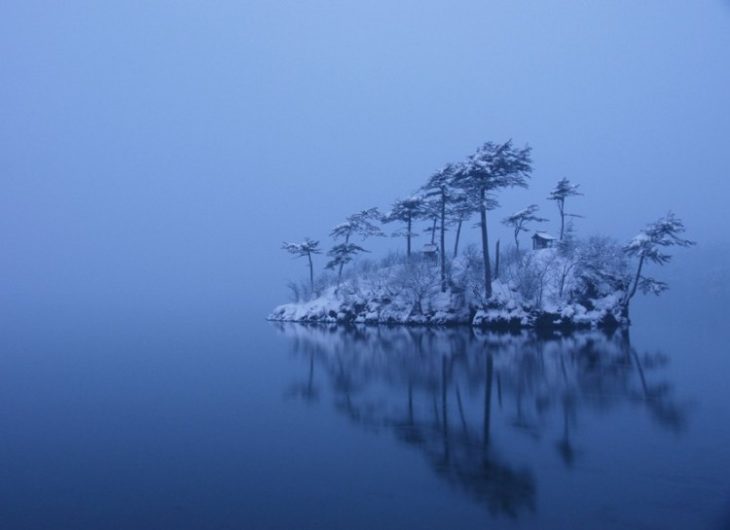 En este momento estás viendo 15 árboles hermosos que la naturaleza nos regaló