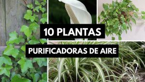 Lee más sobre el artículo 10 plantas que purifican el aire de tu casa