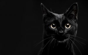 Lee más sobre el artículo 7 Curiosidades sobre los gatos negros