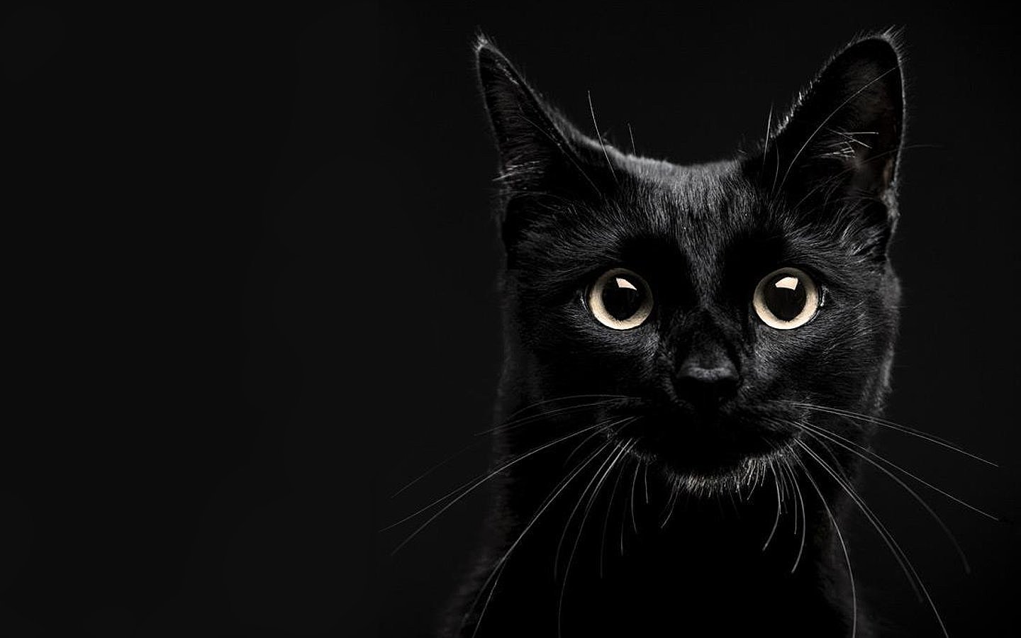 En este momento estás viendo 7 Curiosidades sobre los gatos negros