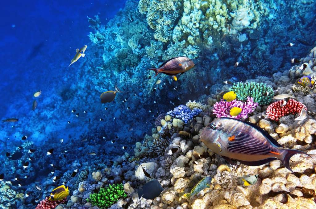En este momento estás viendo Los 10 arrecifes de coral mas impresionantes del mundo