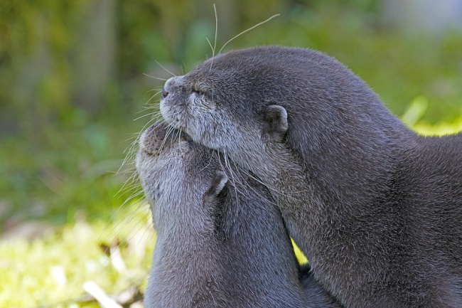 En este momento estás viendo 12 Animales que pueden enseñarnos muchas cosas sobre el amor y la pasión