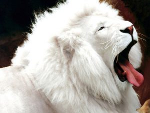 Lee más sobre el artículo Increíbles animales albinos