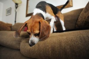 Lee más sobre el artículo 10 Cosas extrañas que los perros pueden oler