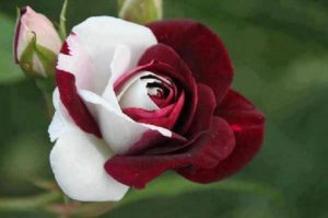Lee más sobre el artículo 11 de las flores más raras y extrañas del mundo.