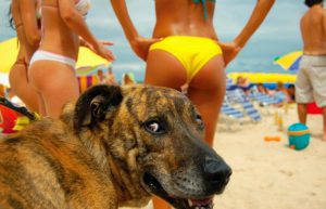 Lee más sobre el artículo 15 fotos de perros en el momento preciso y que te harán reír