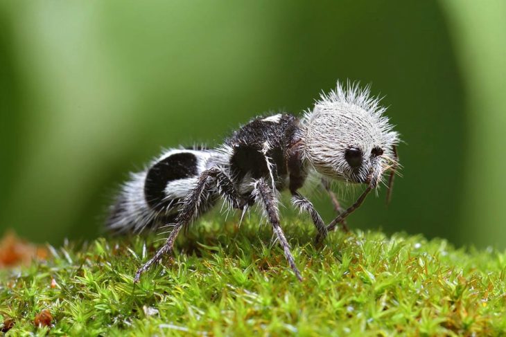 En este momento estás viendo 10 animales muy extraños que no sabías que existían