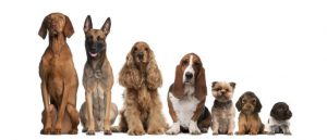 Lee más sobre el artículo 7 Razas de perro extintas que nos gustaría verlos en vida