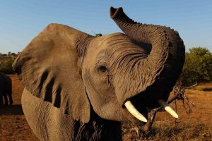 Lee más sobre el artículo 10 cosas que no sabías de los Elefantes
