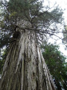 Lee más sobre el artículo Los 7 árboles más antiguos de la Tierra