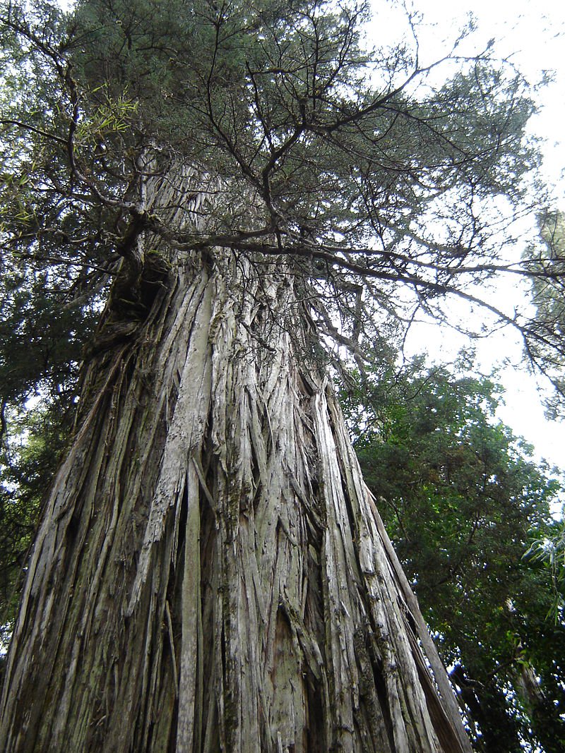 En este momento estás viendo Los 7 árboles más antiguos de la Tierra