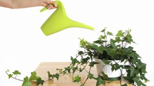 Lee más sobre el artículo 10 Plantas que purificarán el ambiente de tu hogar y oficina