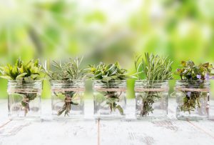 Lee más sobre el artículo 10 hierbas aromáticas que puedes cultivar en agua