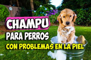Lee más sobre el artículo Champú perros con problemas de piel delicada