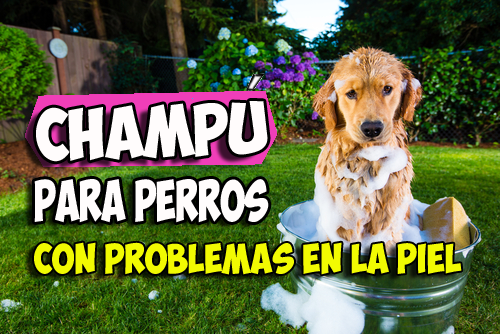 En este momento estás viendo Champú perros con problemas de piel delicada