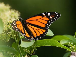 Lee más sobre el artículo Hermosas mariposas y polillas que existen en el mundo