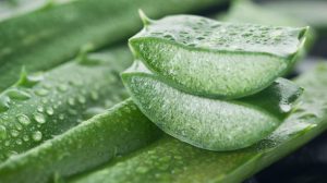 Lee más sobre el artículo Cómo realizar preparados caseros terapéuticos con Aloe Vera