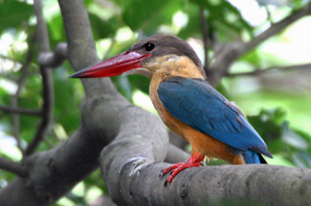 En este momento estás viendo Las 12 aves exoticas más increibles del mundo