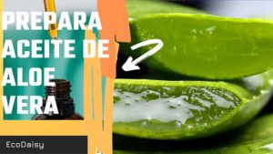 Lee más sobre el artículo Haz tu propio aceite de áloe vera